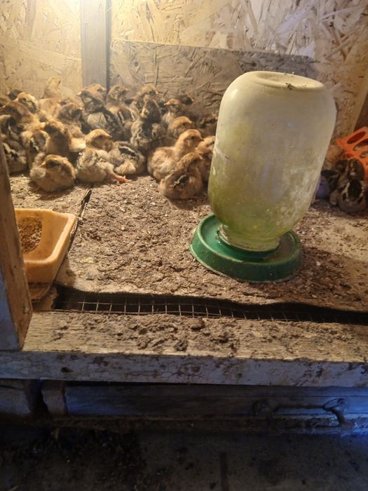 Продам цыплятта кучинский