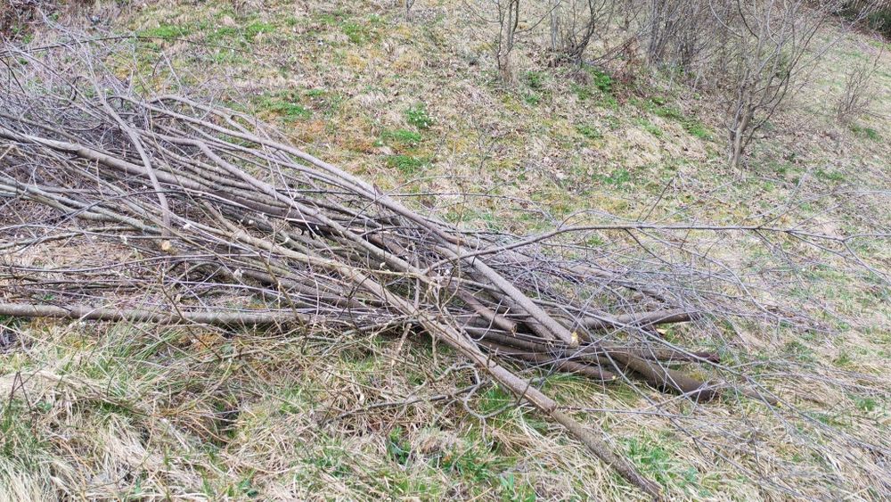 Curatam grădini toaletăm copaci