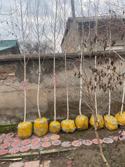 Берёза Beryoza (oq qayin).