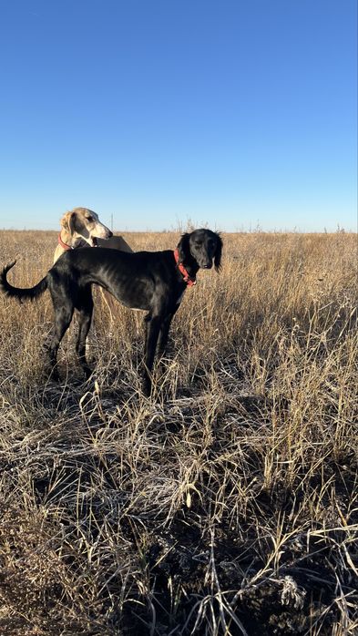 Тазы! Екі қаншық тазы сатылады