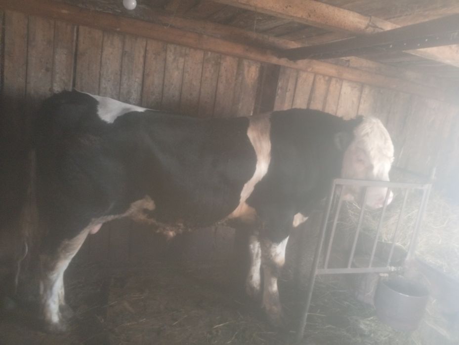 Продам быка симментала 1.7