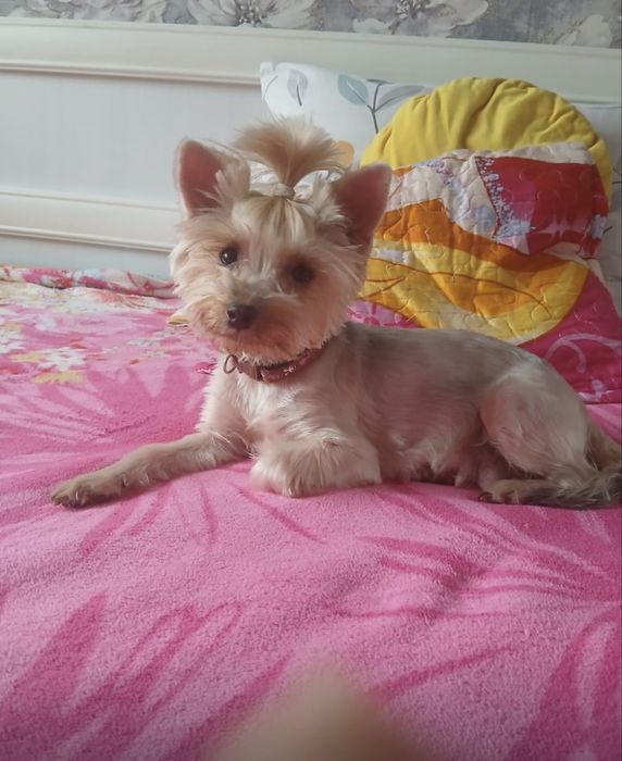 Йоркширский терьер щенок девочка