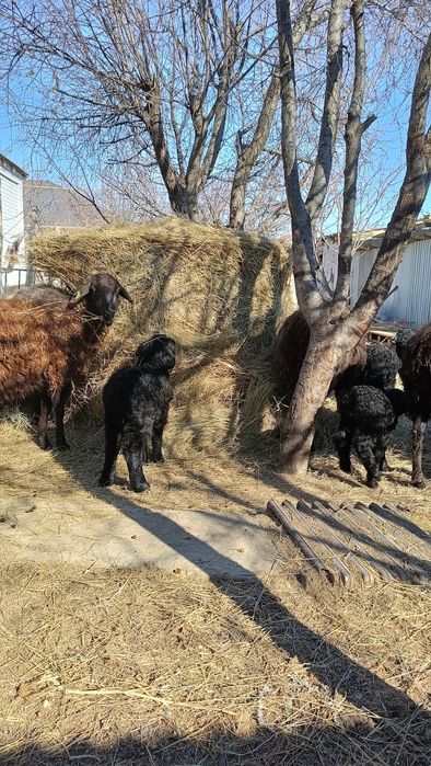 7 бас қозылы қой сатылады .