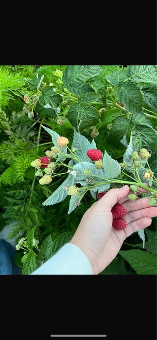 Продам кусты ремонтантной малины.