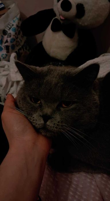 Британска късокосместа котка, на две години.