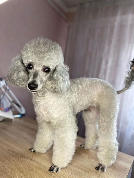 Pudel pitic argintiu