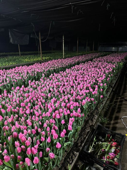 Тюльпаны на 8 марта