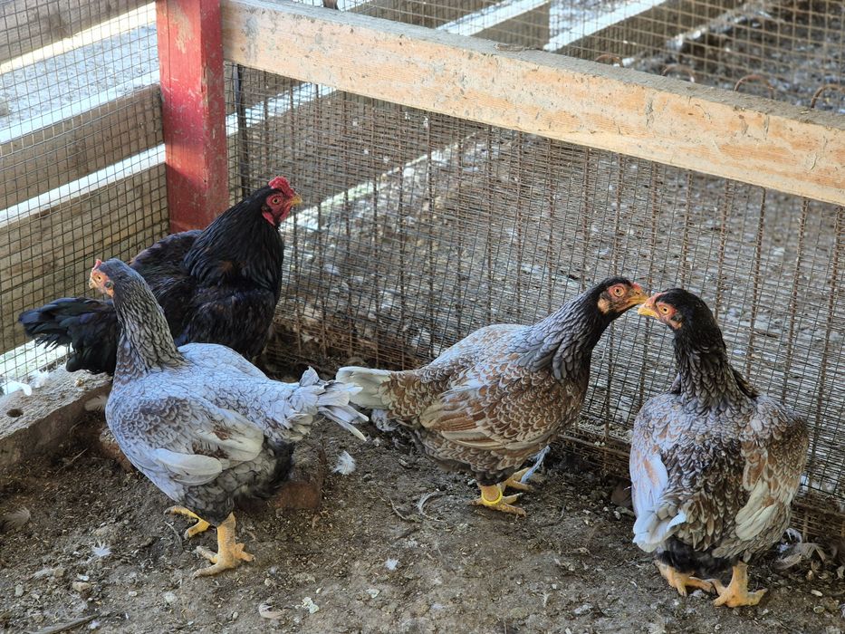 Vând oua ,combatant indian talie mare