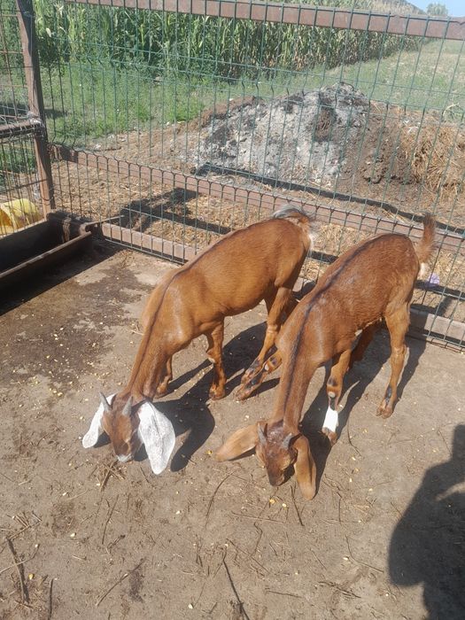 Vând capra la a doua fatare cu 2 iedute