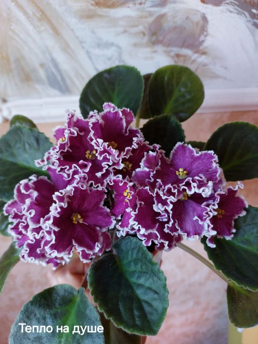 Листочки фиалок 500тг