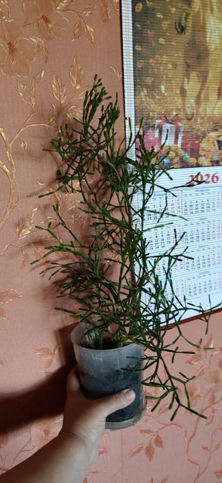 Рипсалис домашнее комнатное растение