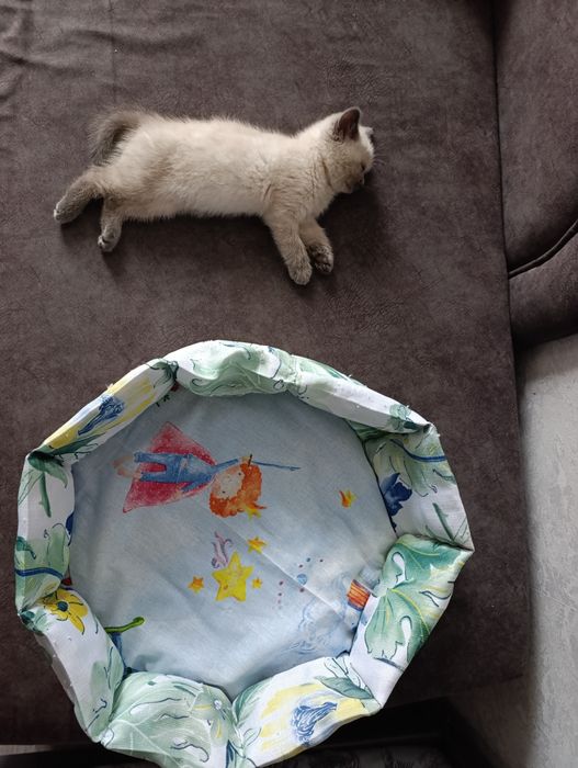 Котенок 2мес, шотландский вислоухий!