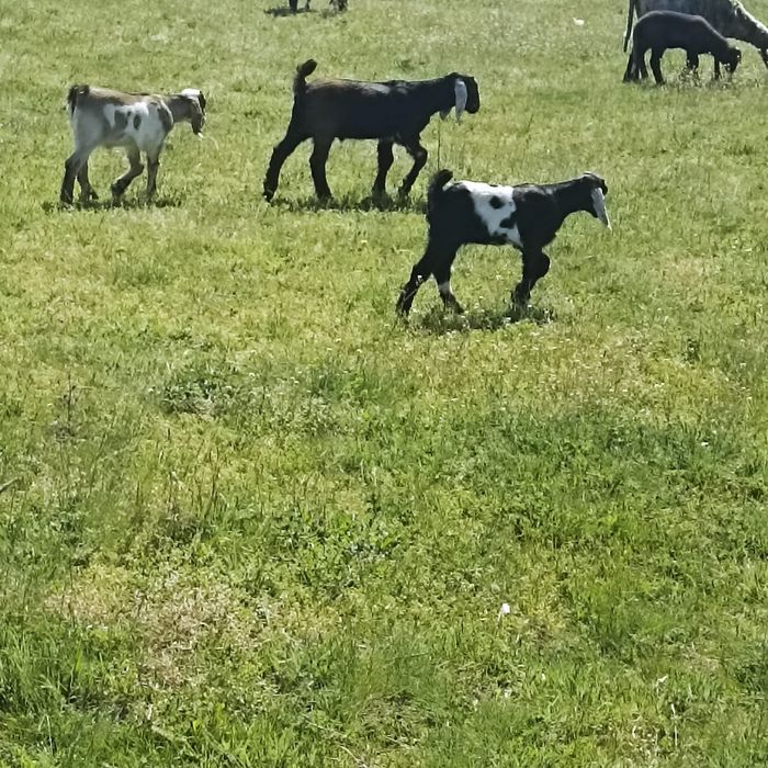 vând iezi anglo-nubieni