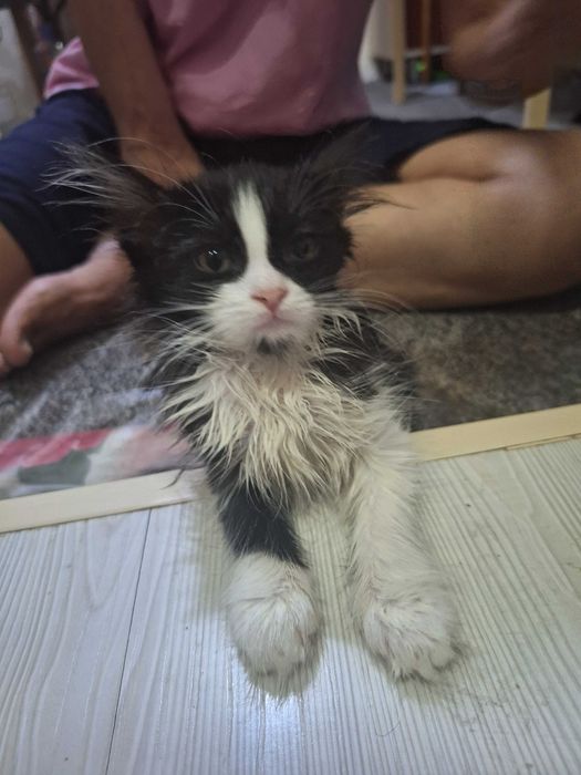 Породистые котята