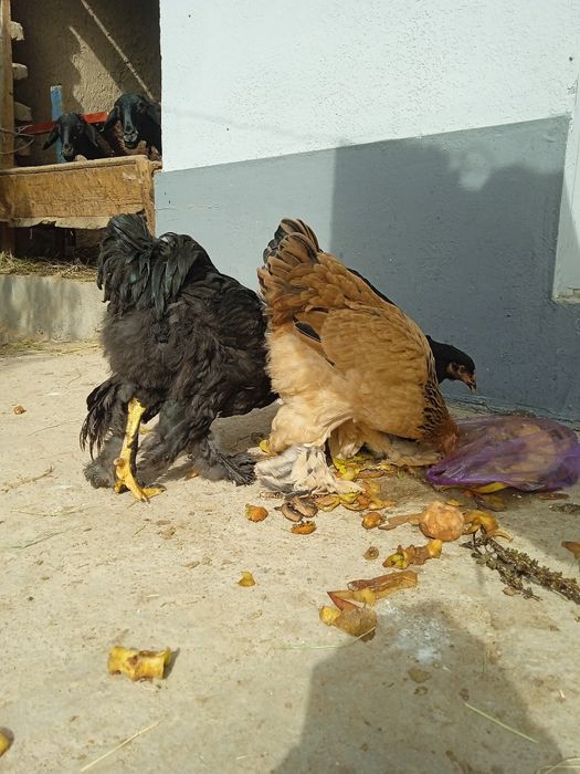 Brama tovuq va yaponkalar