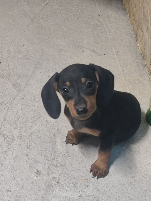 Продам Щенков такса