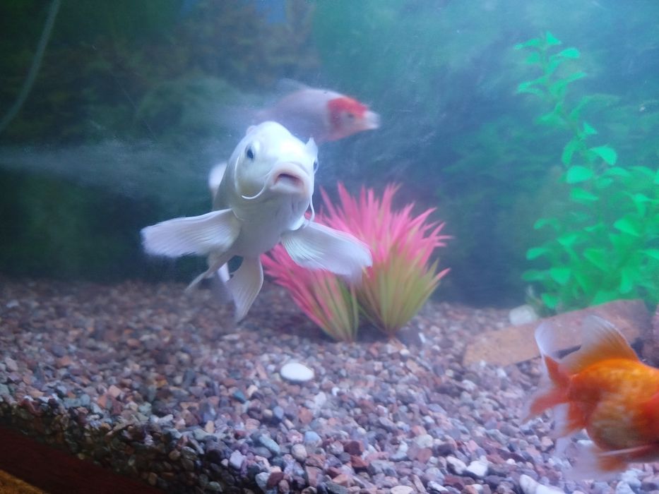 Коя рыбы акварум