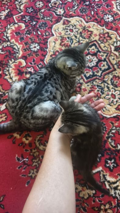 Отдам котенка в добрые руки