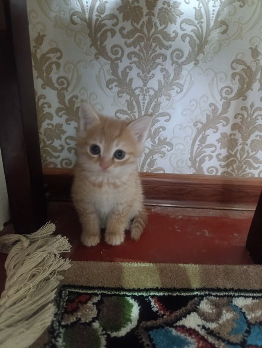 Mushukchalar 1.5 oyli