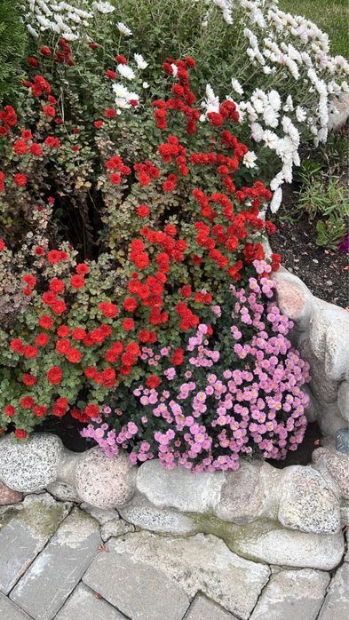 Хризантема сорт мультифлора