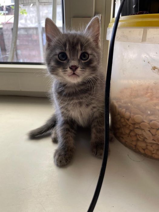 Отдам котенка бесплатно