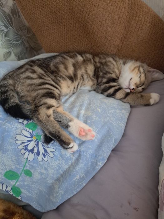 Потерялся кот район парковая