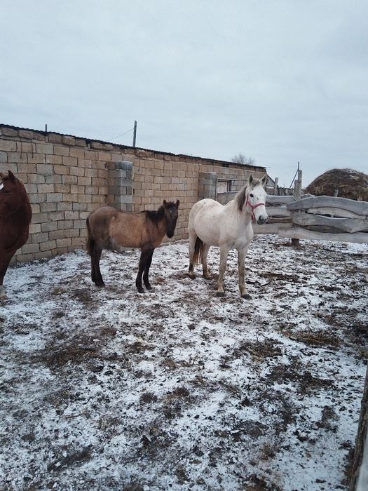 Бие сатылады тек өзі