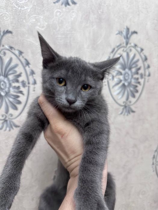 3 oy,scotish straight,latokga ozi boradi
latokga ozi boradi