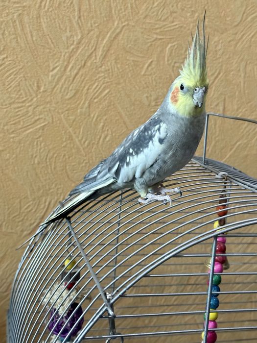 Продается попугай корелла серо-желтый.