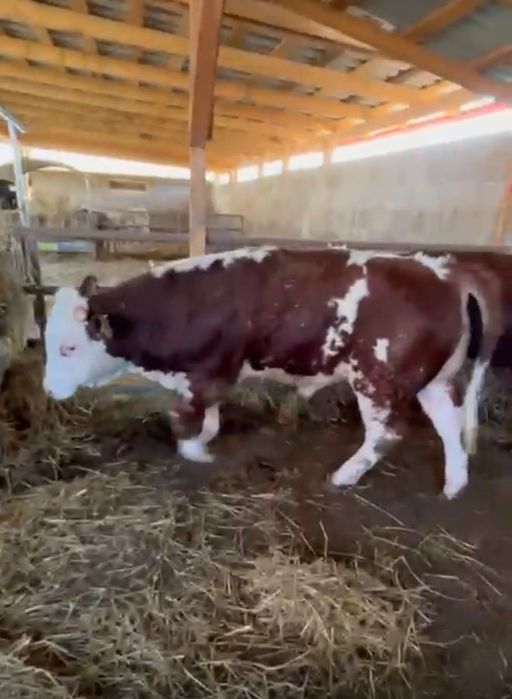 Tăurași de vânzare