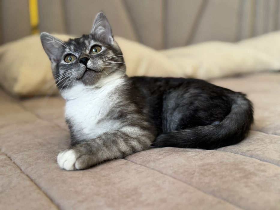 Шикарный пацан ищет добрые руки