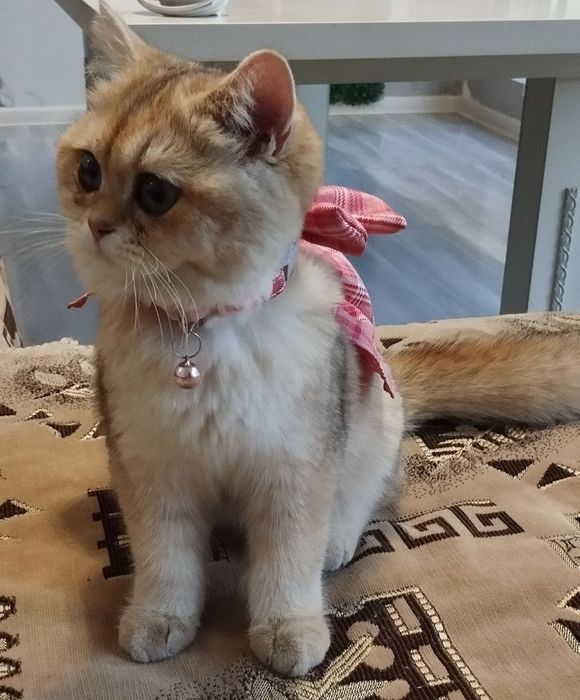 Золотая шиншилла чистая парода