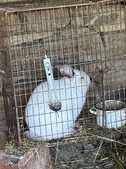 Свободни зайци за продажба