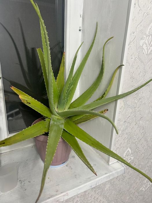 Продам алое вера и доллар