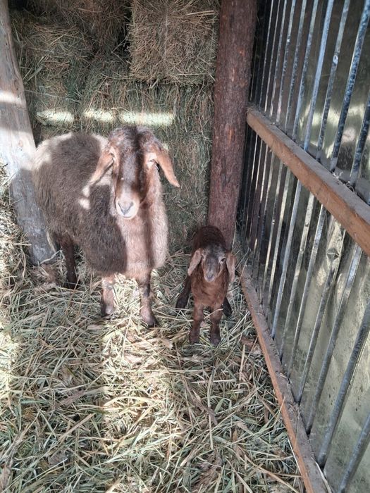 Гиссары тоқтылары