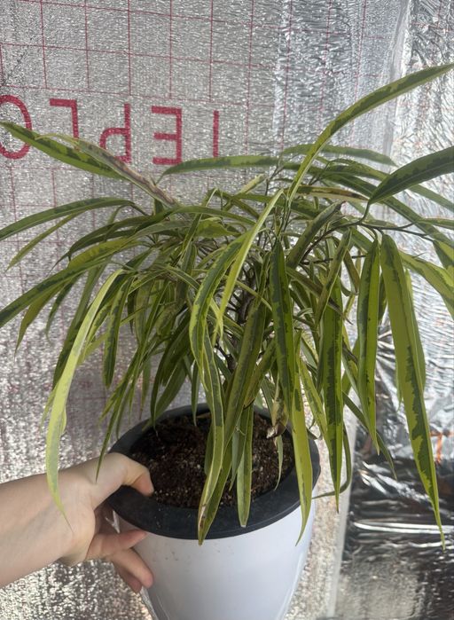 Продам фикусы разные