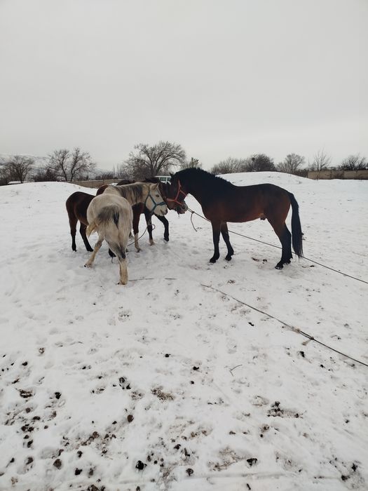 Жақсы айғыр сатылады