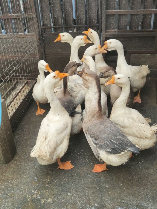 Vând 12 Gâște din care 10 bucăți din 2025 și 2 bucăți din 2024.
