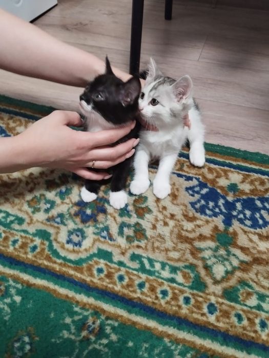 Котята в хорошие руки