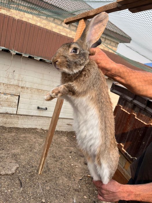 Продаю кроликов великаны