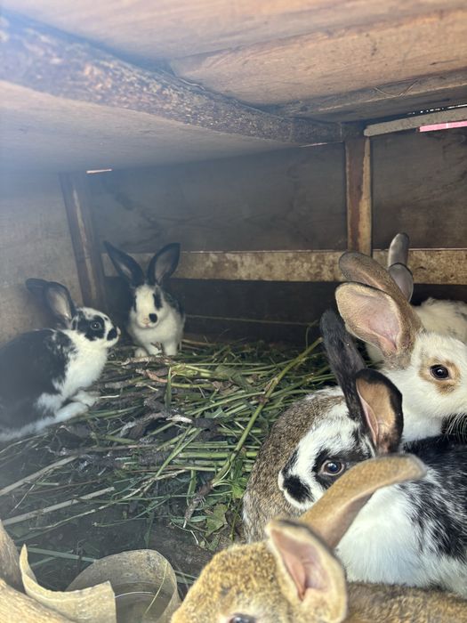 Продаются крольчата