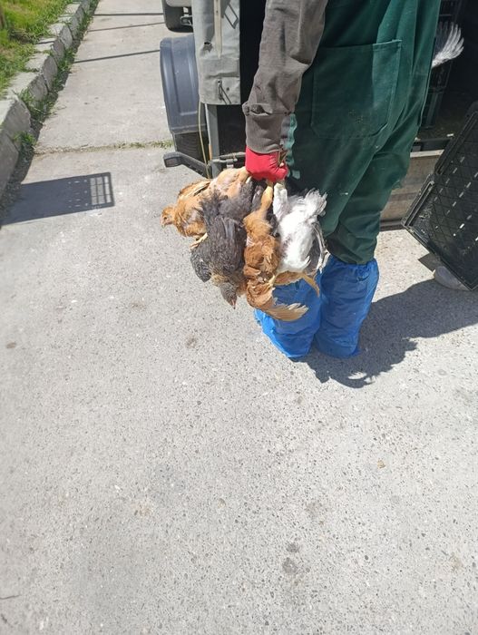Ferma Piatra Neamț SRL