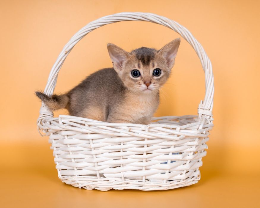Абиссинские элитные котята