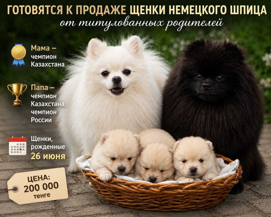 Продам немецкого шпица