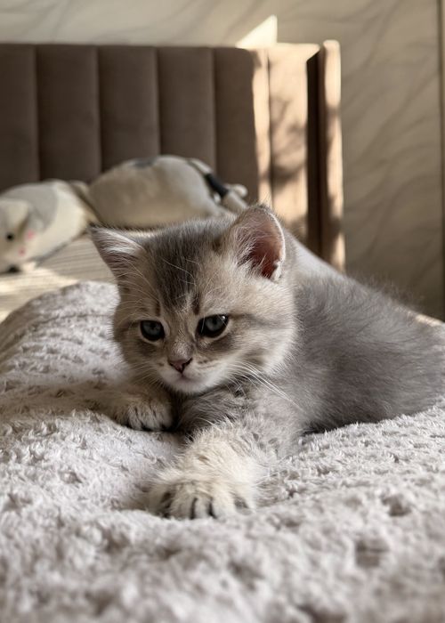 Британская шиншилла котенок мальчик