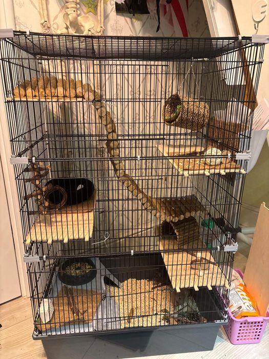 Две крысы и клетка