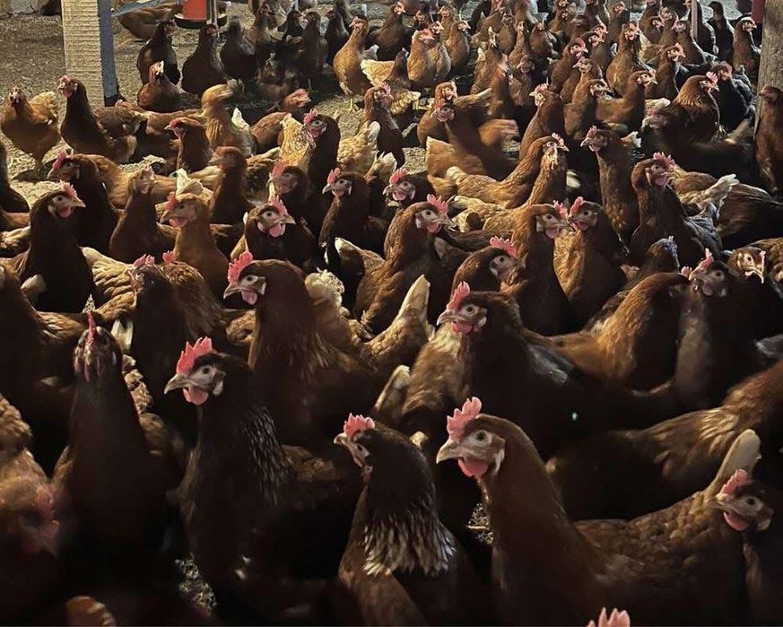 Продавам носачки кокошки