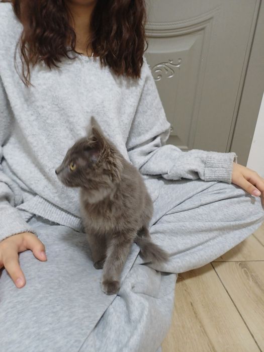 Котенок, мальчик. Отдам за 1000