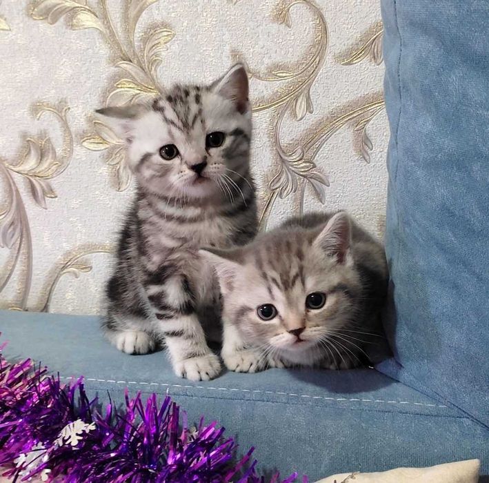 Котяты Шотландской породы продам