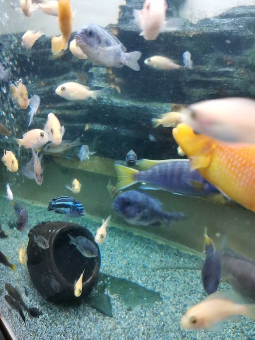 Цихлиды Малави в аквасалоне Ковчег